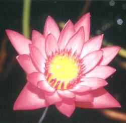 Lotus - Symbol in Buddhism